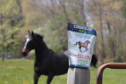 Enzo's Pellet Preference: A Cosequin® Story