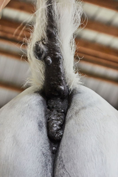 grey horse with melanomas on the underside of tail and perineum