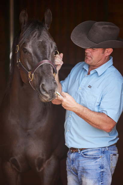 A man giving a horse gastric ulcer medication