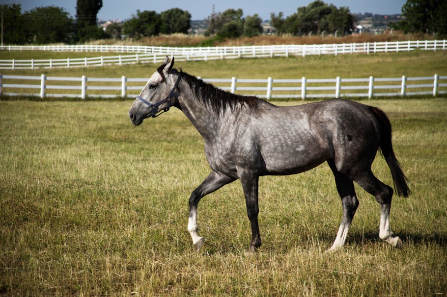 Thin thoroughbred horse in a paddock