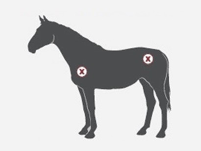 graphic showing areas on a warmblood horse to consider when fitting for a blanket