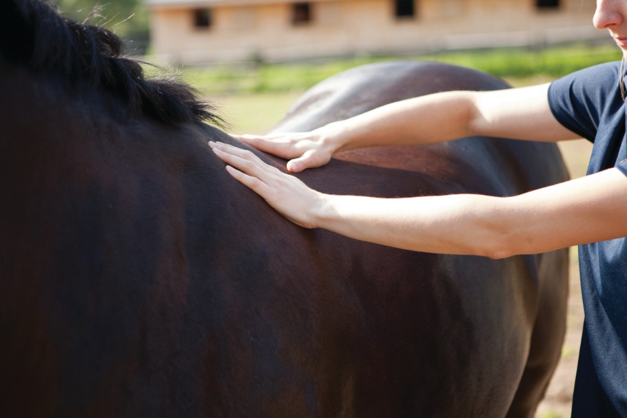 A person's hands feeling the topline of an overweight horse.