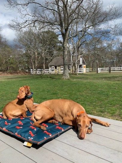 SmartPak Dog Blog: Derby and Piper’s Puppy Picks