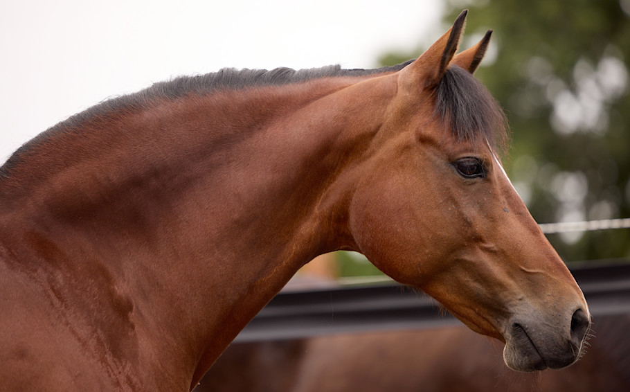 bay horse with cresty neck characteristic of equine metabolic syndrome