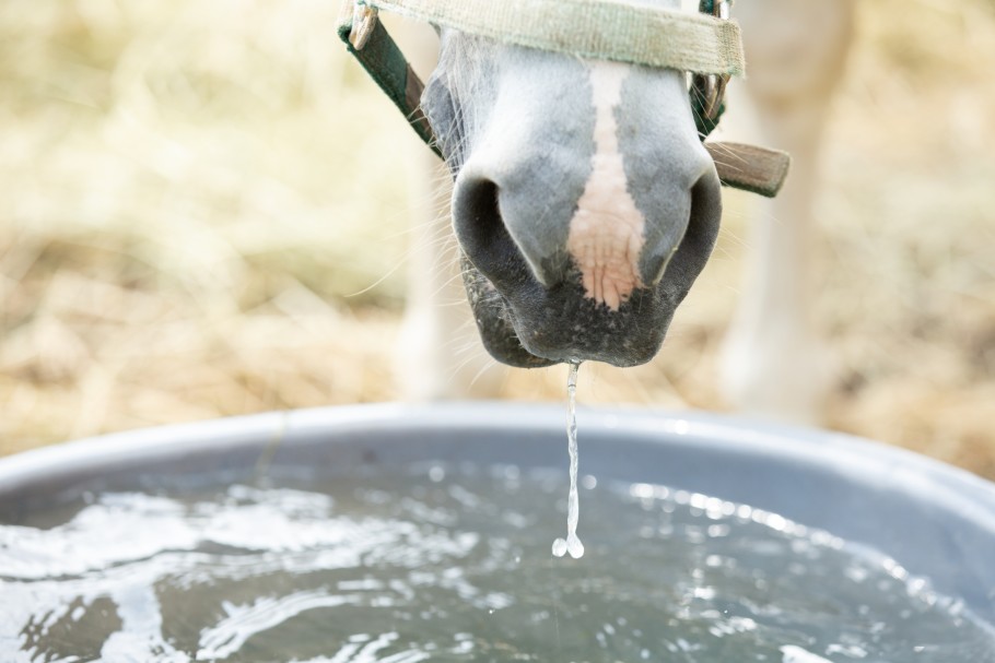 A grey horse drinking from a water tub in a paddock.