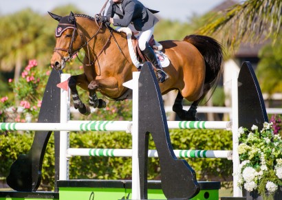 Upper level show jumping horse in competition.