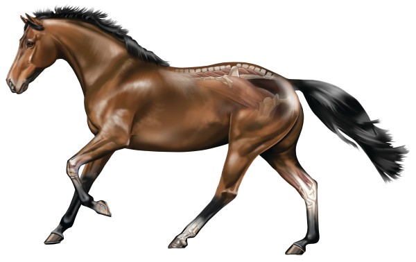 Illustration of a horse showing common joints affected by arthritis