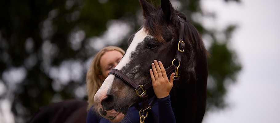 Black senior horse with a white blaze