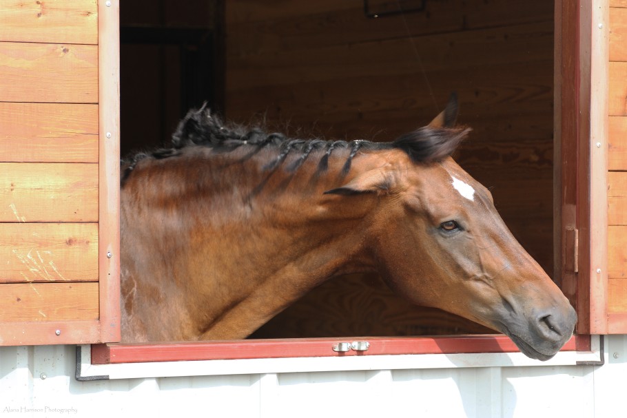 Bay horse in a stall shaking his head