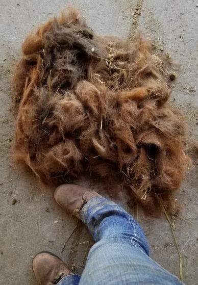 pile of horse hair shed out on ground after grooming