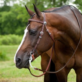 A bay horse in a western headstall.