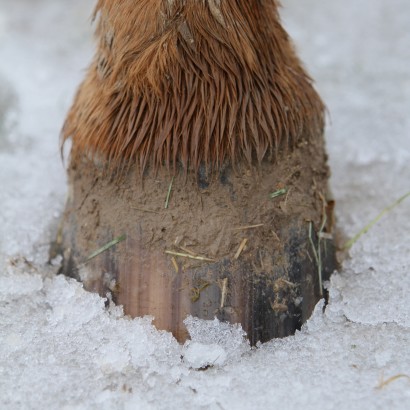 Hoof in the snow