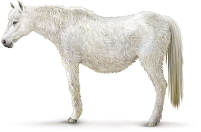 illustration of a horse with cushings disease