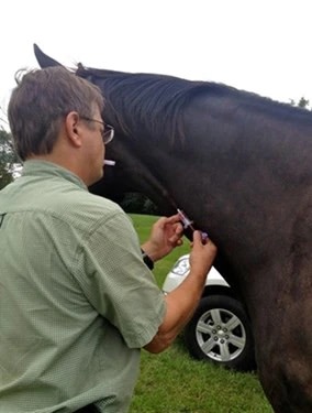 veterinarian taking blood from horse