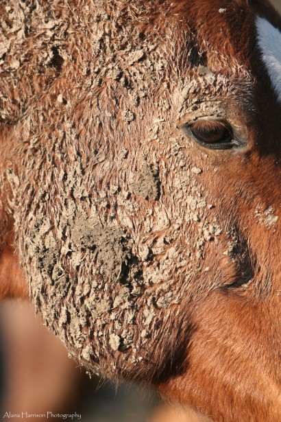 Chestnut horse's cheek covered in mud