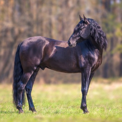 stallion with full mane and tail