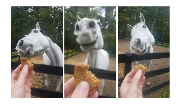 Gray horse heat shot collage with horse treats in foreground