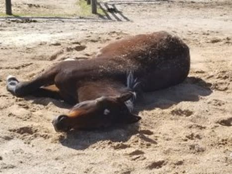 young horse sleeping outside in the sun