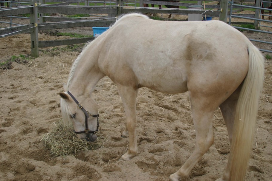 horse eating hay in sandy paddock