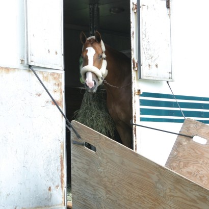 A chestnut horse standing while tied in the trailer