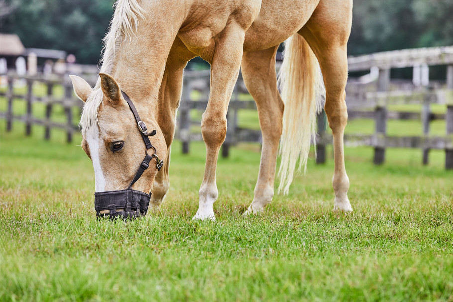 palomino horse on lush pasture while wearing a grazing muzzle.
