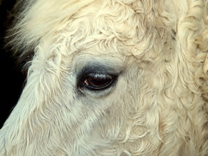 close up on horses face with cushings disease