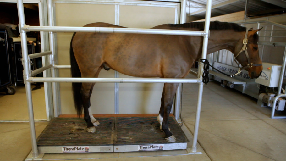 Horse standing on vibration therapy plate