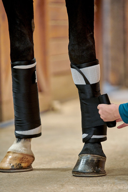 A person putting standing wraps on a horses lower legs