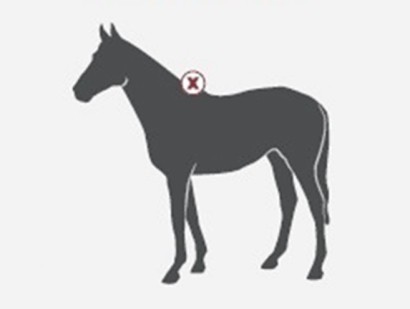 graphic showing a horse with high whithers