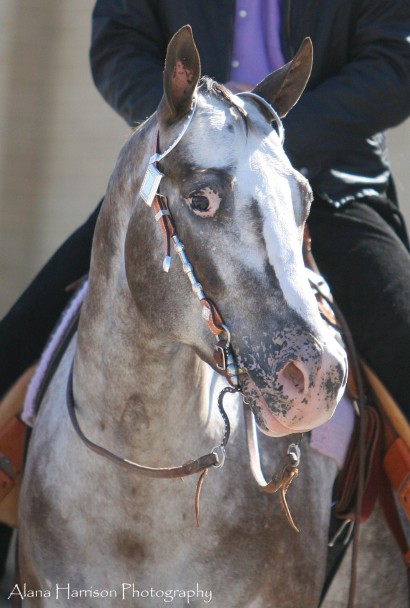 headshot of an appaloosa horse 
