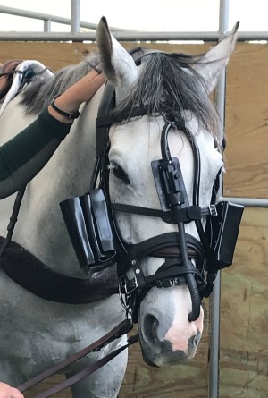 A horse wearing a dynamic endoscope.