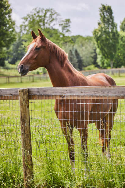 horse standing at wire and wood fence post