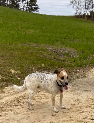 Brown and white cattle dog Goose hiking on sandy trail with grass and water in background