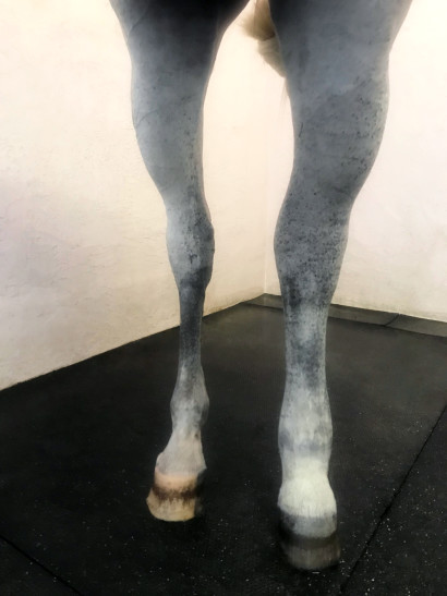 Swollen hind leg of a horse from cellulitis