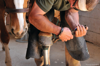How to Choose the Right Farrier for Your Horse