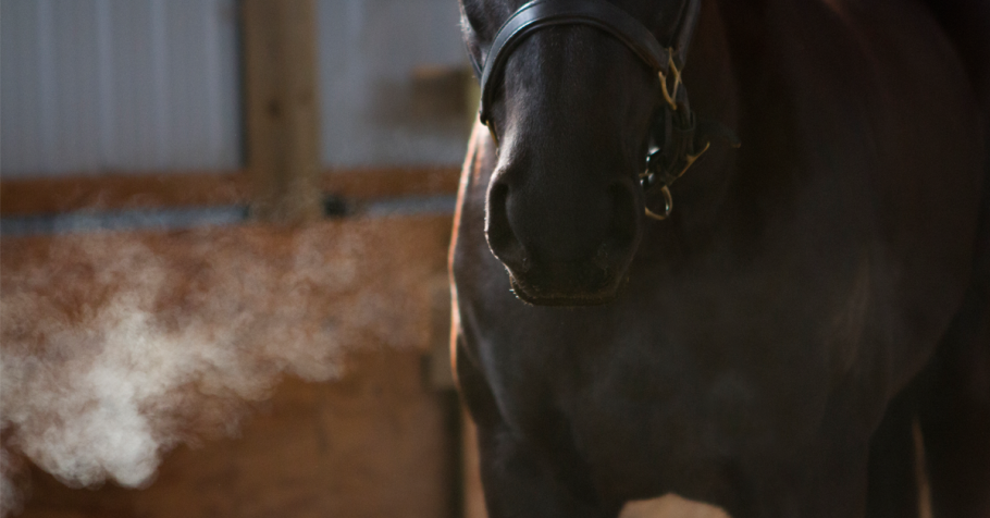 Dark bay horse with visible breath in cold weather.