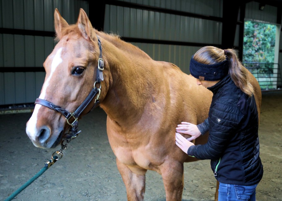 massage therapist working on horses shoulder