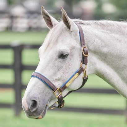 A grey horse in a leather padded halter with a nameplate.
