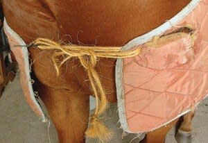 Wardrobe Malfunction bailing twine tied horse blanket