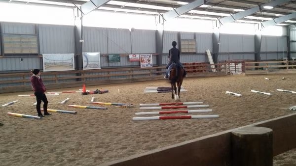 horse and rider on course of ground pole exercise