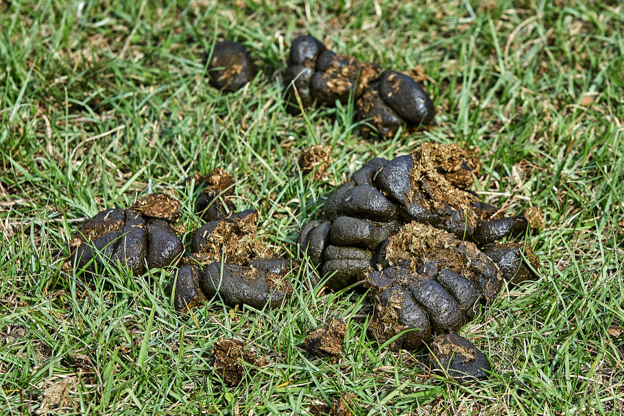 A pile of horse manure in a grass paddock