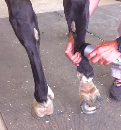 A veterinarian administering shockwave therapy to the suspensory ligament in a horse's front leg. 