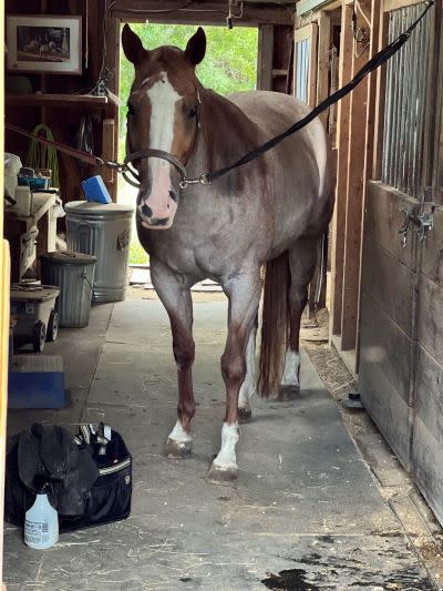 Roan Quarter Horse standing in crossties in barn aisle next to a grooming tote.