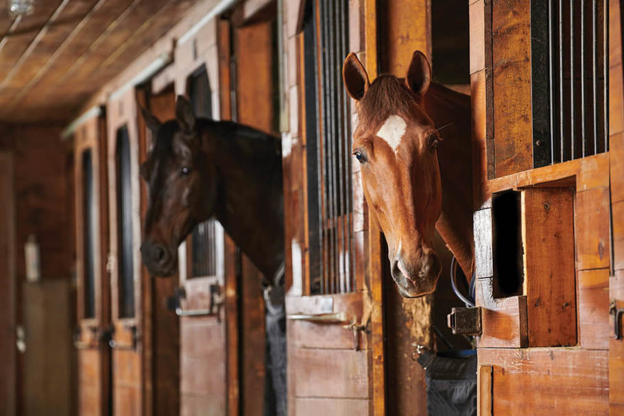 Two horses peeking their heads out of their stall windows.