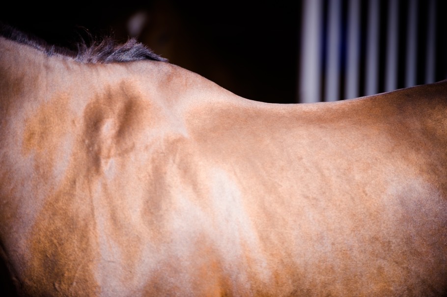 close up on a bay horse's topline showing the shoulder, withers, and saddle area.
