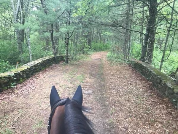 Horseback riders view from in the saddle while trail riding in the woods.