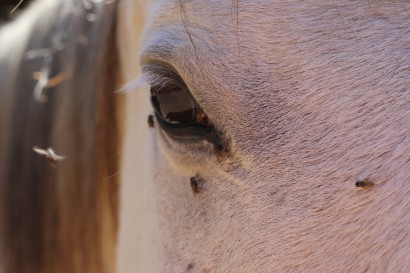 Flies on a horse's face and eyes.