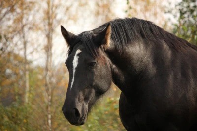 Horse with Cushing's Disease showing the characteristic cresty neck.