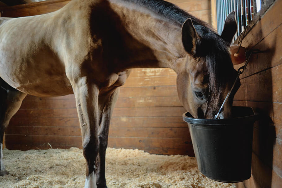A horse drinking water from a bucket in the stall.