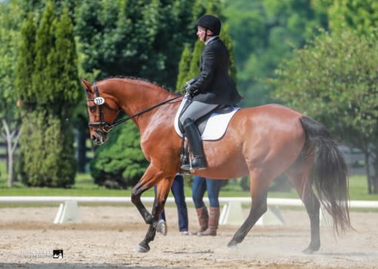 Horse and rider cantering in dressage seat equitation class.